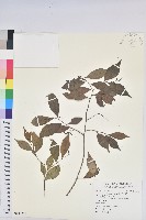 南仁五月茶藏品圖，第1張