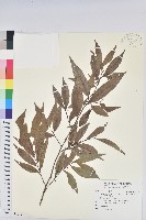 密花五月茶藏品圖，第1張