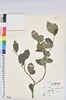 枯里珍藏品圖，第1張