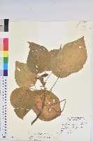 紅頭鐵莧、蘭嶼鐵莧藏品圖，第1張