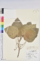 紅頭鐵莧、蘭嶼鐵莧藏品圖，第1張