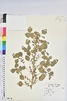 印度鐵莧藏品圖，第1張