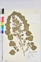 印度鐵莧藏品圖，第1張