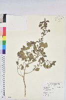 印度鐵莧藏品圖，第1張