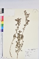 印度鐵莧藏品圖，第1張