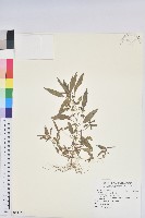 鐵莧菜藏品圖，第1張