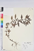 鐵莧菜藏品圖，第1張