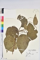 臺灣鐵莧藏品圖，第1張