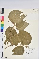 屏東鐵莧藏品圖，第1張