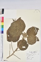 屏東鐵莧藏品圖，第1張