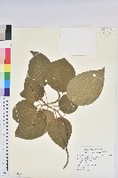 屏東鐵莧藏品圖，第1張