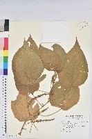 屏東鐵莧藏品圖，第1張