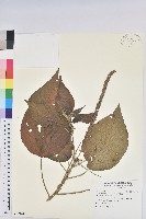 屏東鐵莧藏品圖，第1張