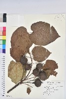 三年桐、光桐藏品圖，第1張