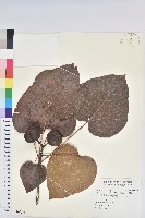 廣東油桐、皺桐藏品圖，第1張