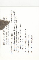 奧氏虎皮楠藏品圖，第2張