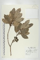 奧氏虎皮楠藏品圖，第1張