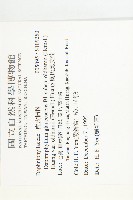 奧氏虎皮楠藏品圖，第2張