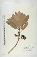 奧氏虎皮楠藏品圖，第1張