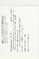 奧氏虎皮楠藏品圖，第2張