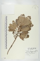 奧氏虎皮楠藏品圖，第1張