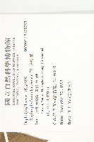 虎皮楠藏品圖，第2張