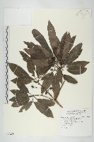 虎皮楠藏品圖，第1張