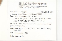 紅葉藤藏品圖，第2張