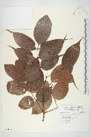 紅葉藤藏品圖，第1張