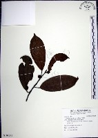 九重吹、九丁樹、脈葉榕、大葉九重吹藏品圖，第1張