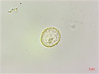 長梗盤花麻藏品圖，第1張