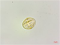 長梗盤花麻藏品圖，第2張