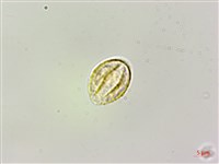 長梗盤花麻藏品圖，第3張