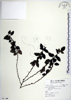 水雞油藏品圖，第1張