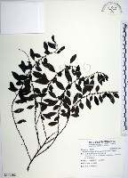 水雞油藏品圖，第1張