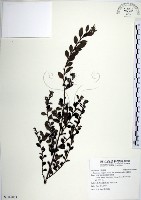 水雞油藏品圖，第1張