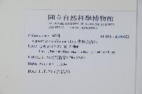 白花穗蓴藏品圖，第2張