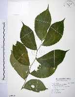 食用樓梯草藏品圖，第1張