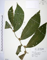 食用樓梯草藏品圖，第1張