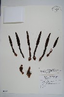 穗花蛇菰藏品圖，第1張