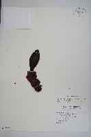 穗花蛇菰藏品圖，第1張