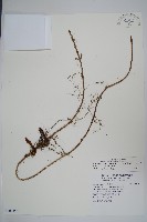 穗花蛇菰藏品圖，第1張