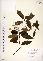 華八仙藏品圖，第1張