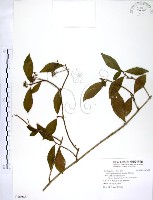 華八仙藏品圖，第1張