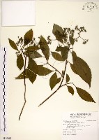 華八仙藏品圖，第1張