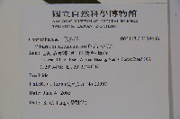 呂宋莢迷藏品圖，第2張