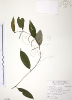 風藤藏品圖，第1張