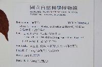 臺灣赤楊、臺灣榿木藏品圖，第2張