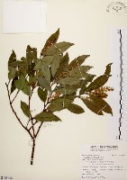 鼠刺藏品圖，第1張