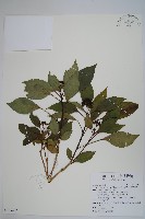 臺灣樹參藏品圖，第1張